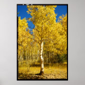 Aspen Tree, Cripple Creek, Colorado Poster (Voorkant)