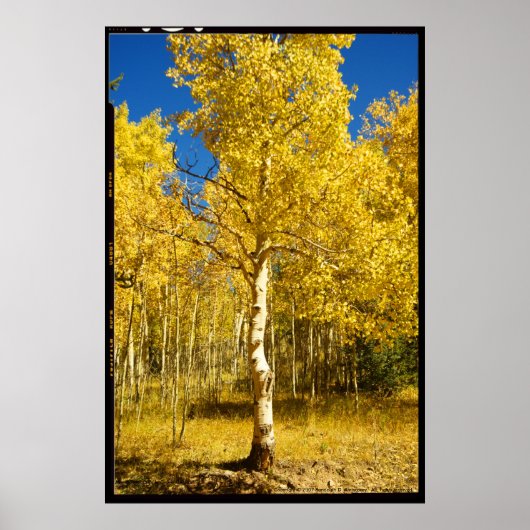 Aspen Tree, Cripple Creek, Colorado Poster (Voorkant)