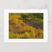 "Aspen Tree Hill" Briefkaart (Voorkant)