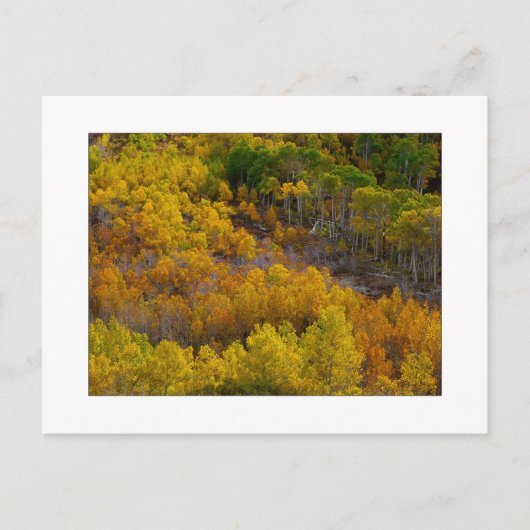 "Aspen Tree Hill" Briefkaart (Voorkant)