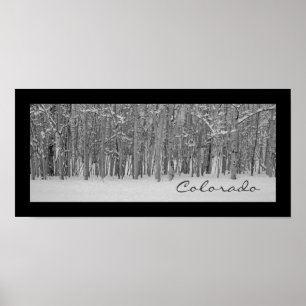 Aspen Tree Panorama Poster