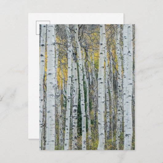Aspen Tree Trunks | Aspen, Colorado Briefkaart (Voorkant / Achterkant)