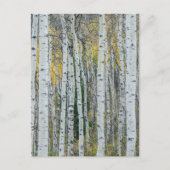 Aspen Tree Trunks | Aspen, Colorado Briefkaart (Voorkant)