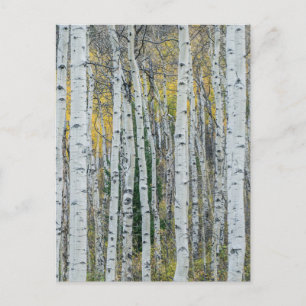Aspen Tree Trunks   Aspen, Colorado Briefkaart