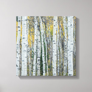 Aspen Tree Trunks   Aspen, Colorado Canvas Afdruk