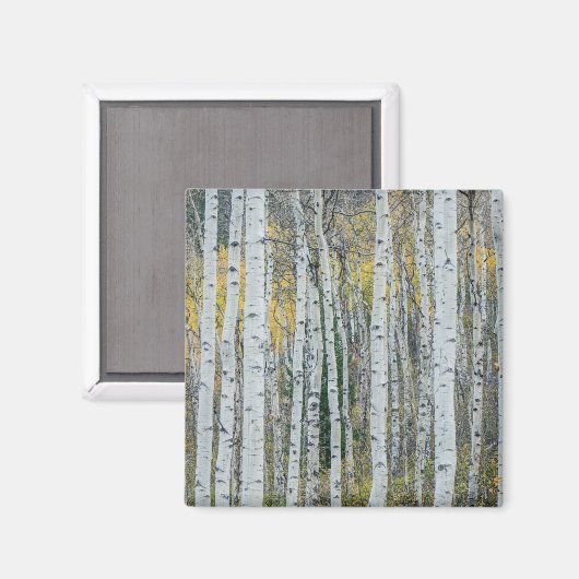Aspen Tree Trunks | Aspen, Colorado Magneet (Voorkant / Achterkant)