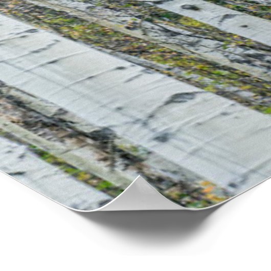 Aspen Tree Trunks | Aspen, Colorado Poster (Hoek)