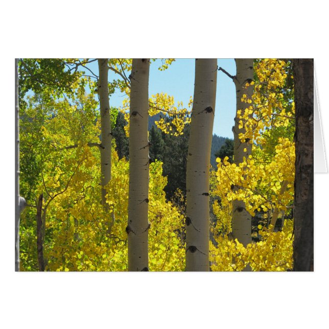 Aspen Tree Trunks in Golden Grove (Voorkant Horizontaal)