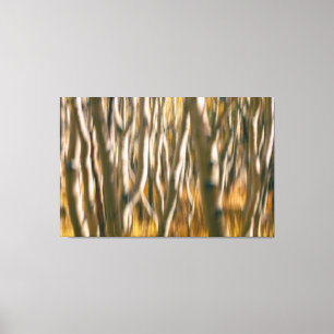Aspen Trees Abstract Canvas Afdruk