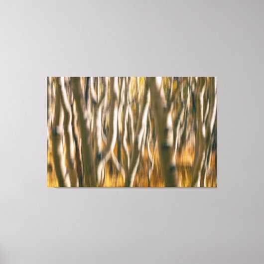 Aspen Trees Abstract Canvas Afdruk (Voorkant)