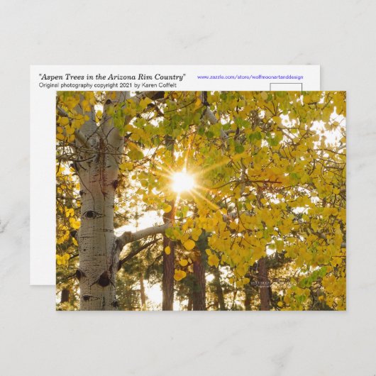 Aspen Trees Autumn Herfst Foliage Sunburst Briefkaart (Voorkant / Achterkant)