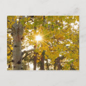 Aspen Trees Autumn Herfst Foliage Sunburst Briefkaart (Voorkant)