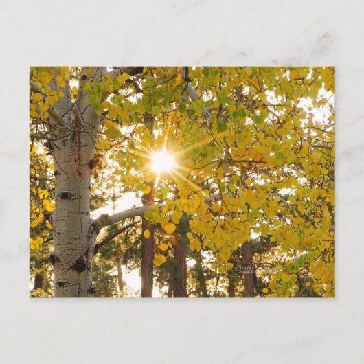 Aspen Trees Autumn Herfst Foliage Sunburst Briefkaart (Voorkant)