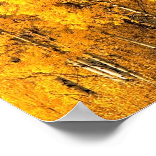 Aspen Trees in Colorado Poster (Hoek)