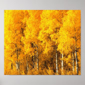 Aspen Trees in Colorado Poster (Voorkant)