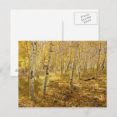 Aspen Trees in de Herfst Briefkaart (Voorkant / Achterkant)