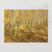 Aspen Trees in de Herfst Briefkaart (Voorkant)
