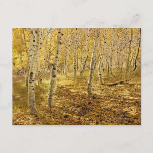 Aspen Trees in de Herfst Briefkaart (Voorkant)