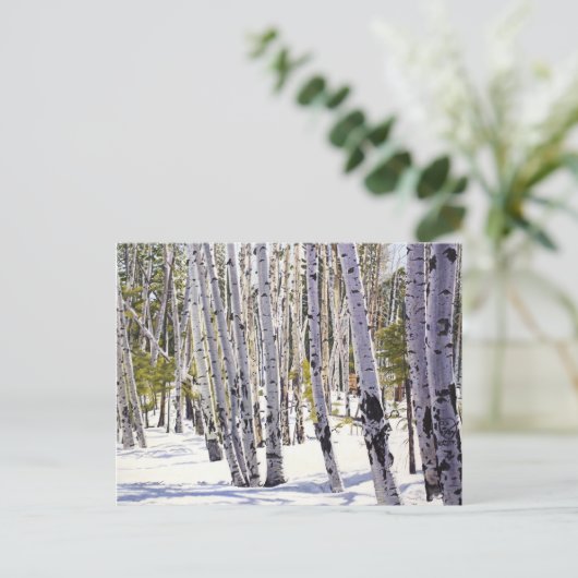 Aspen Trees in het bos Briefkaart (Staand voorkant)