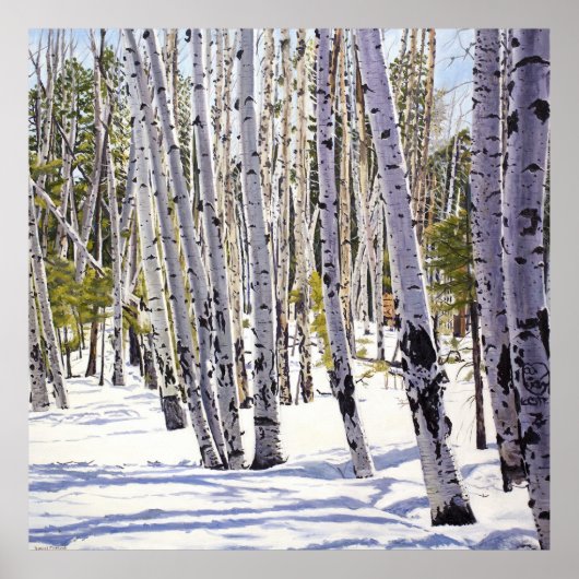 Aspen Trees in het bos Poster (Voorkant)