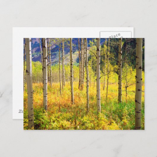 Aspen Trees in het najaar in de Rockies Briefkaart (Voorkant / Achterkant)