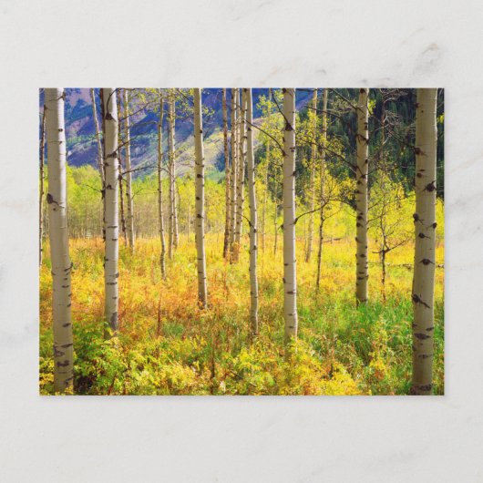 Aspen Trees in het najaar in de Rockies Briefkaart (Voorkant)