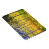 Aspen Trees in het najaar in de Rockies Magneet (Rechterzijde)