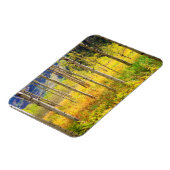 Aspen Trees in het najaar in de Rockies Magneet (Linkerzijde)