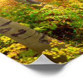 Aspen Trees in het najaar in de Rockies Poster (Hoek)