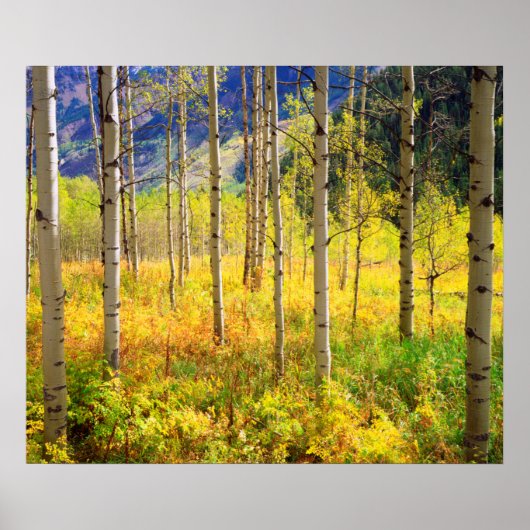 Aspen Trees in het najaar in de Rockies Poster (Voorkant)