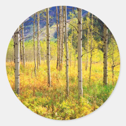 Aspen Trees in het najaar in de Rockies Ronde Sticker (Voorkant)