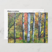 Aspen Trees in het najaar van het Briefkaart (Voorkant / Achterkant)