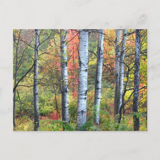 Aspen Trees in het najaar van het Briefkaart (Voorkant)