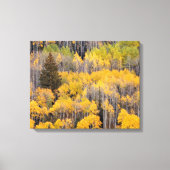 Aspen Trees | Nationaal bos van de witte rivier Canvas Afdruk (Voorkant)