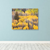 Aspen Trees | Nationaal bos van de witte rivier Canvas Afdruk (Insitu (Houten vloer))