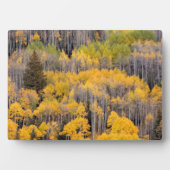 Aspen Trees | Nationaal bos van de witte rivier Fotoplaat (voorkant)