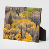 Aspen Trees | Nationaal bos van de witte rivier Fotoplaat (Zijkant)