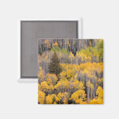 Aspen Trees | Nationaal bos van de witte rivier Magneet (Voorkant / Achterkant)