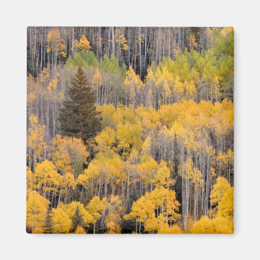 Aspen Trees | Nationaal bos van de witte rivier Magneet (Voorkant)