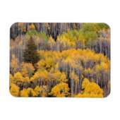 Aspen Trees | Nationaal bos van de witte rivier Magneet (Horizontaal)