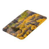 Aspen Trees | Nationaal bos van de witte rivier Magneet (Linkerzijde)