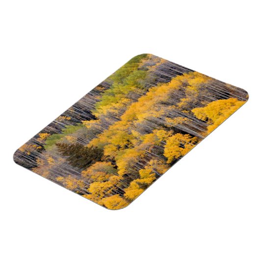 Aspen Trees | Nationaal bos van de witte rivier Magneet (Linkerzijde)