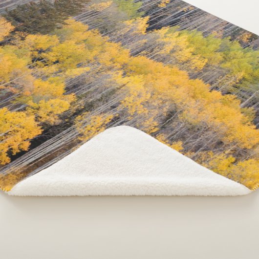 Aspen Trees | Nationaal bos van de witte rivier Sherpa Deken (3/4)