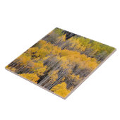 Aspen Trees | Nationaal bos van de witte rivier Tegeltje (Zijkant)