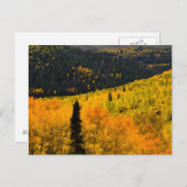 Aspen Trees (Populus Tremuloides) And Conifers Briefkaart (Voorkant / Achterkant)