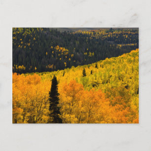 Aspen Trees (Populus Tremuloides) And Conifers Briefkaart