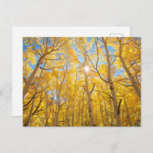 Aspen Trees | Sierra Nevada bergen, CA Briefkaart (Voorkant / Achterkant)