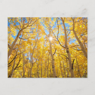 Aspen Trees   Sierra Nevada bergen, CA Briefkaart
