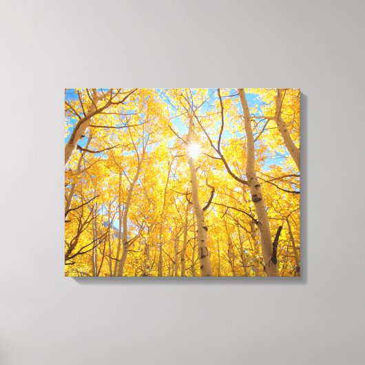 Aspen Trees | Sierra Nevada bergen, CA Canvas Afdruk (Voorkant)