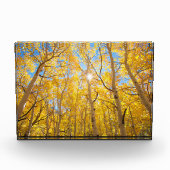 Aspen Trees | Sierra Nevada bergen, CA Fotoblokken (Voorkant)